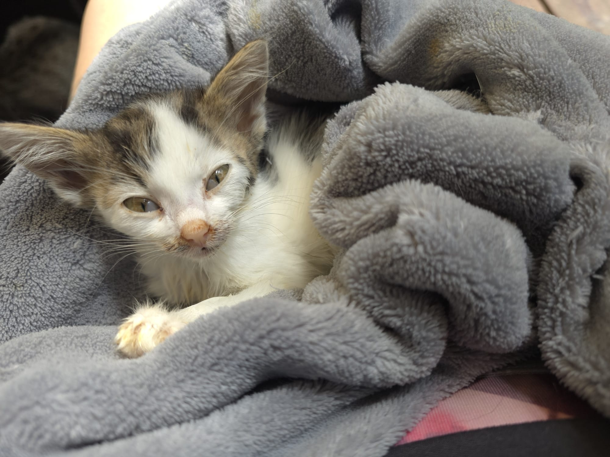 Parvovirus – Ein qualvoller Tod, den wir verhindern könnten