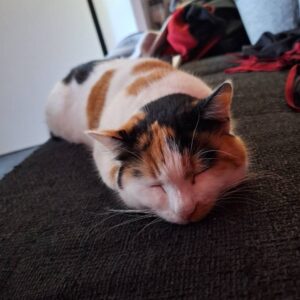 Akela - St. Peter – Bild 2