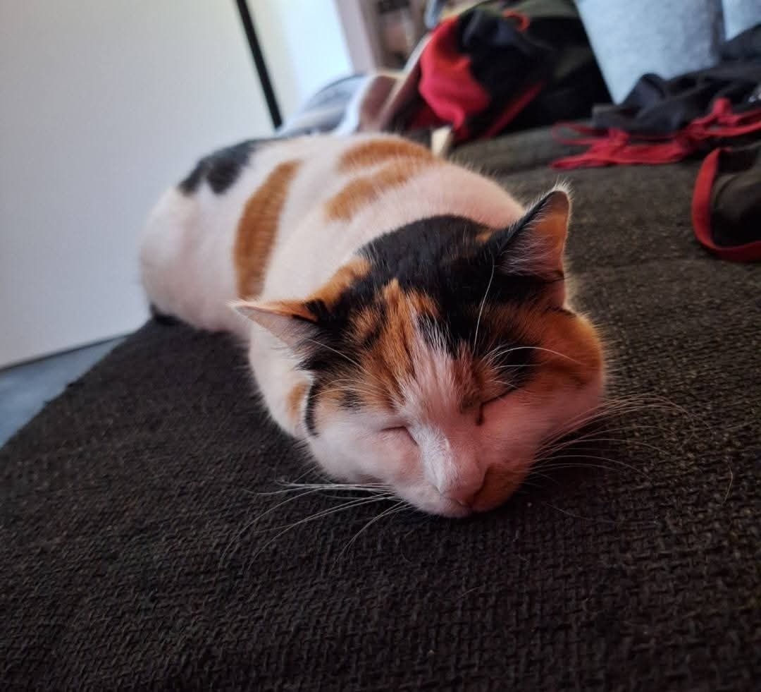 Akela - St. Peter – Bild 2