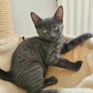 Cleo & Pinsel – Bild 2