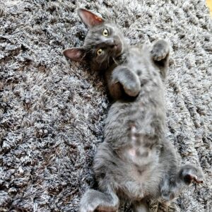 Cleo & Pinsel – Bild 3