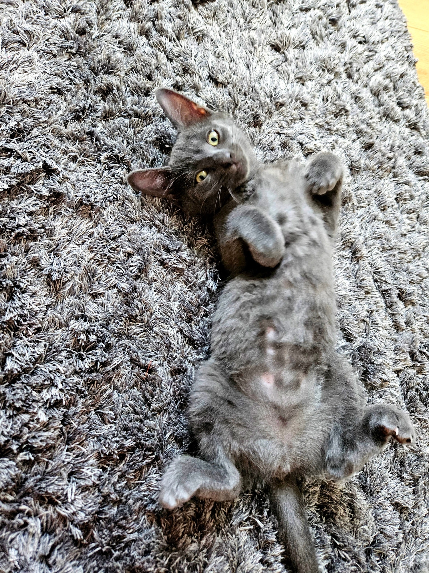 Cleo & Pinsel – Bild 3