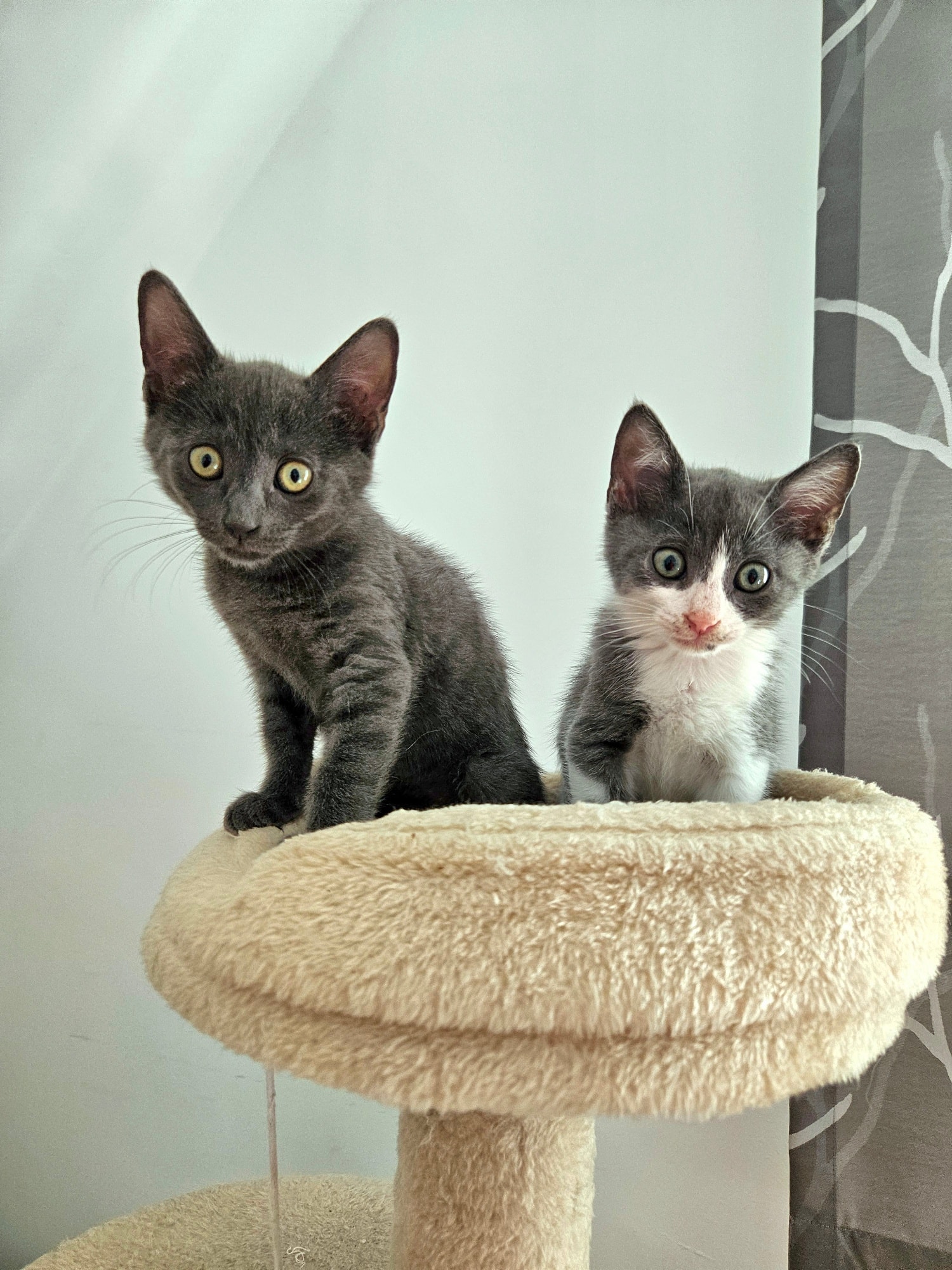 Cleo & Pinsel – Bild 1