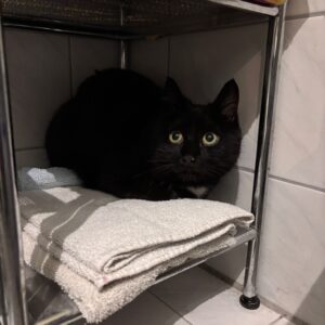 Felix - Besitzer gefunden – Bild 2