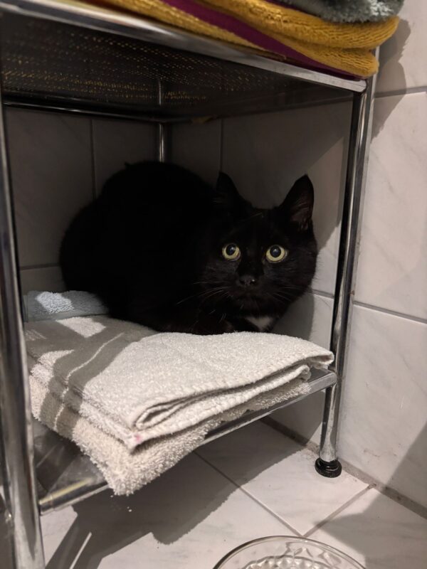 Felix - Besitzer gefunden