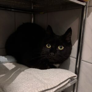 Felix - Besitzer gefunden – Bild 3