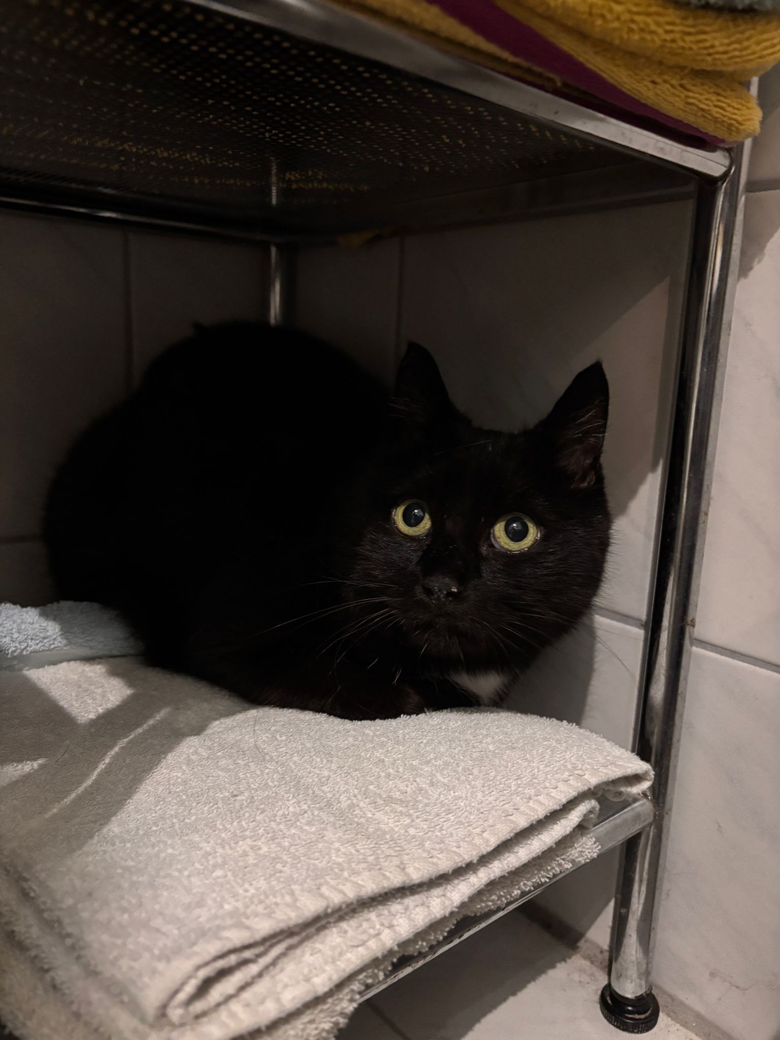 Felix - Besitzer gefunden – Bild 3