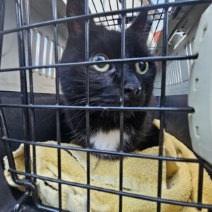 Felix - Besitzer gefunden