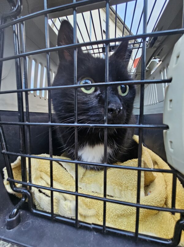 Felix - Besitzer gefunden