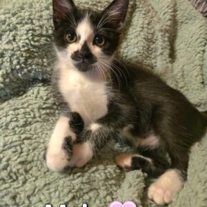 Maja, Molly, Queeny – Bild 5