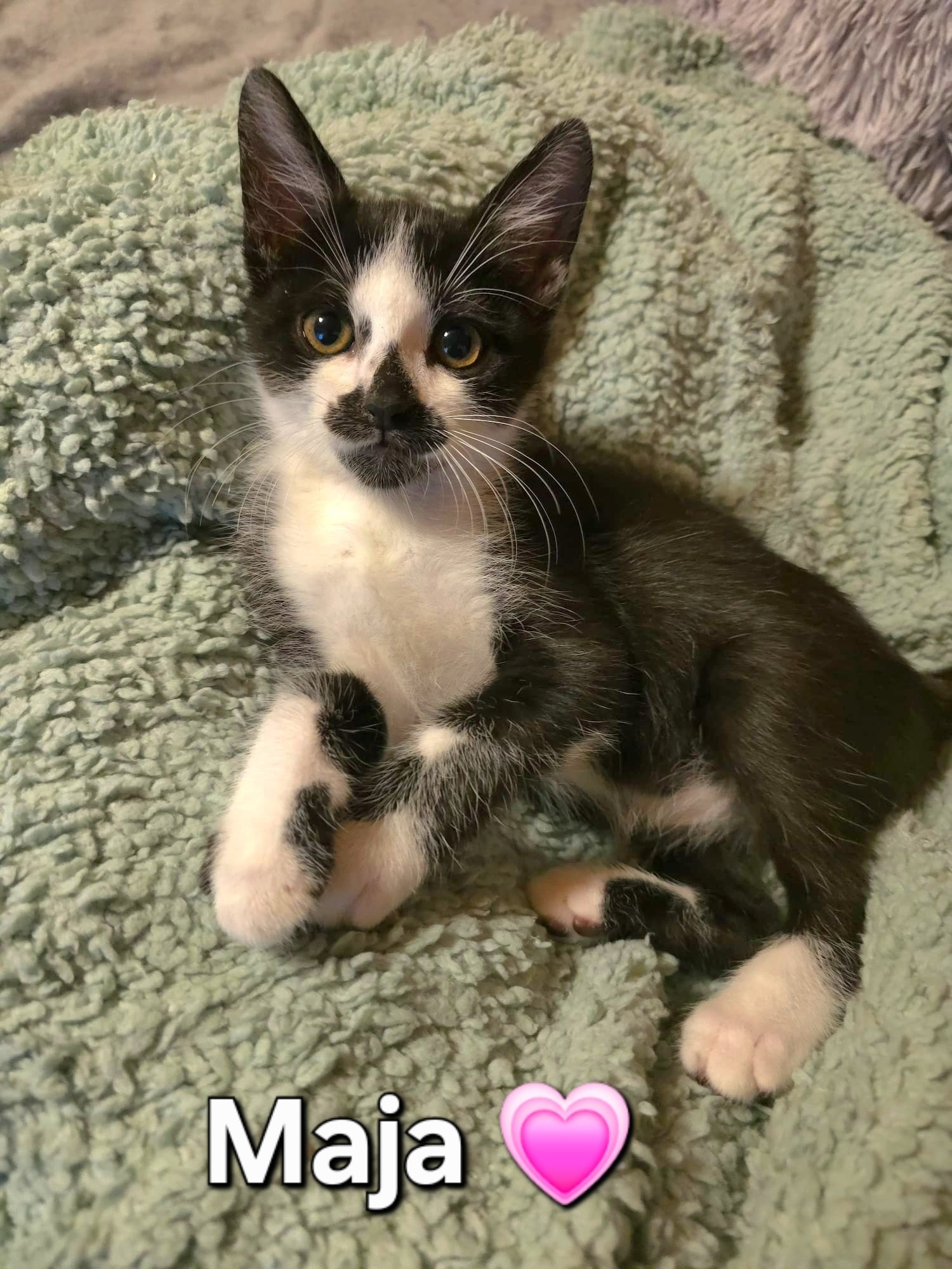 Maja, Molly, Queeny – Bild 5