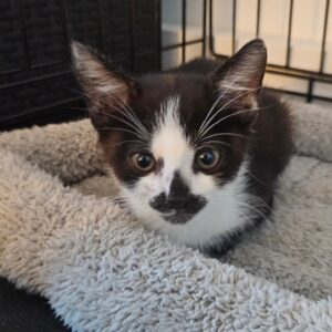 Maja, Molly, Queeny – Bild 4