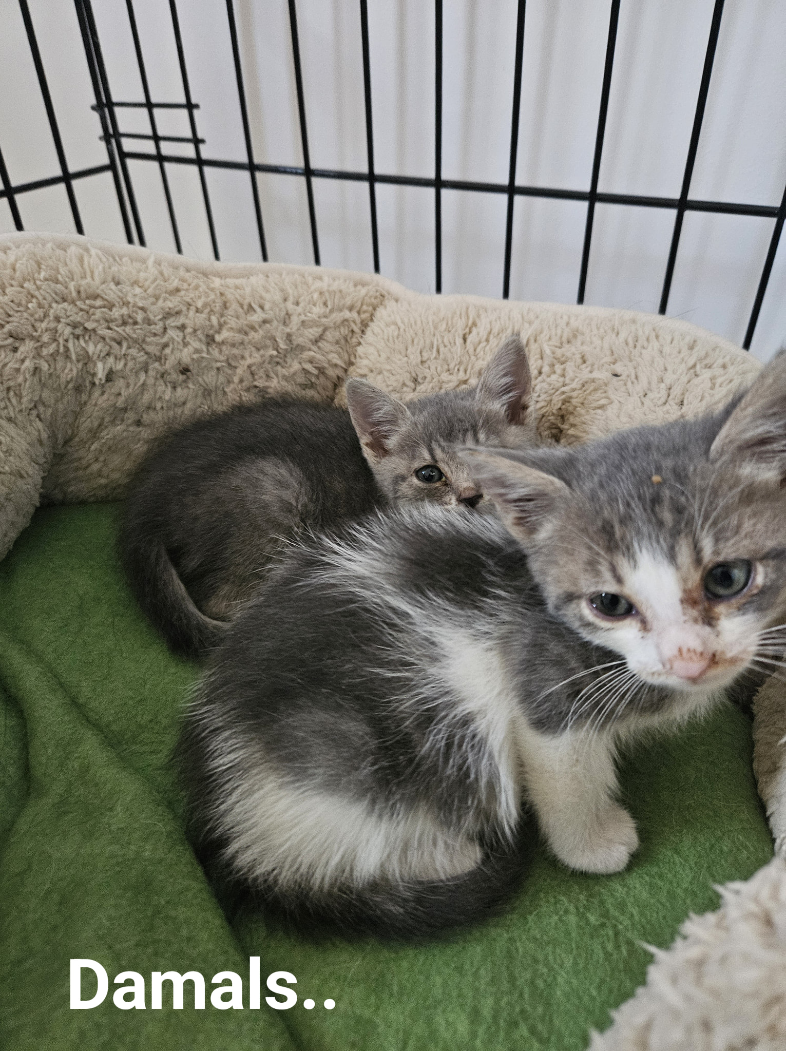 Maja & Loki – Bild 2