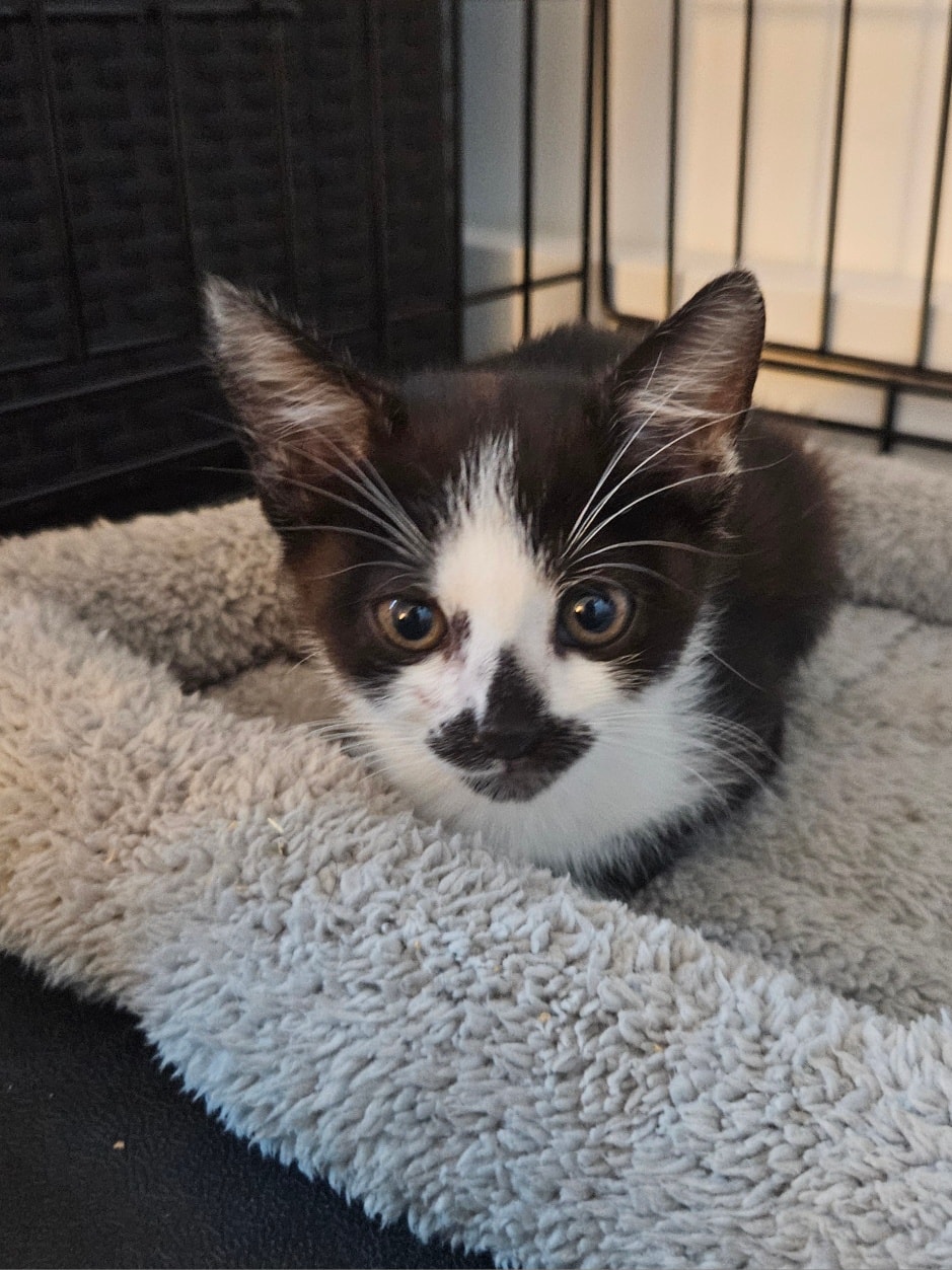 Maja, Molly, Queeny – Bild 4