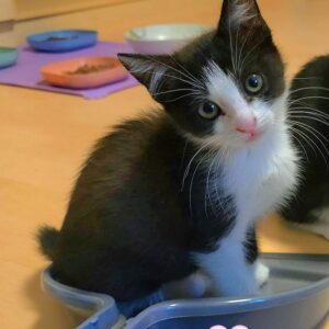 Maja, Molly, Queeny – Bild 6