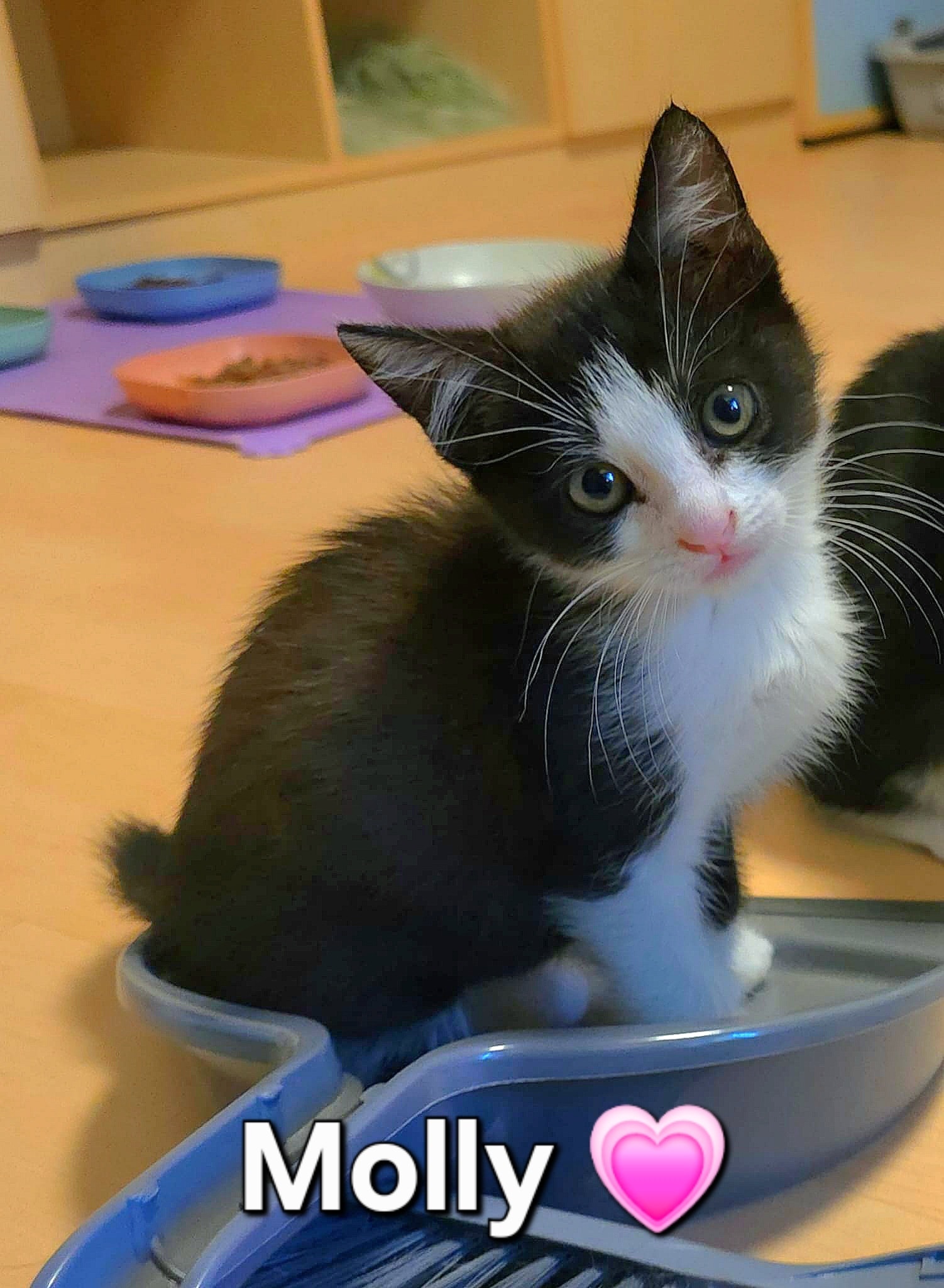 Maja, Molly, Queeny – Bild 6