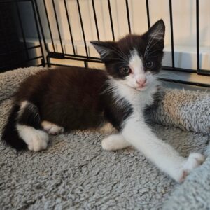 Maja, Molly, Queeny – Bild 3