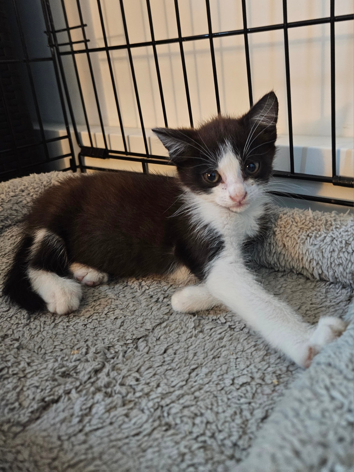 Maja, Molly, Queeny – Bild 3