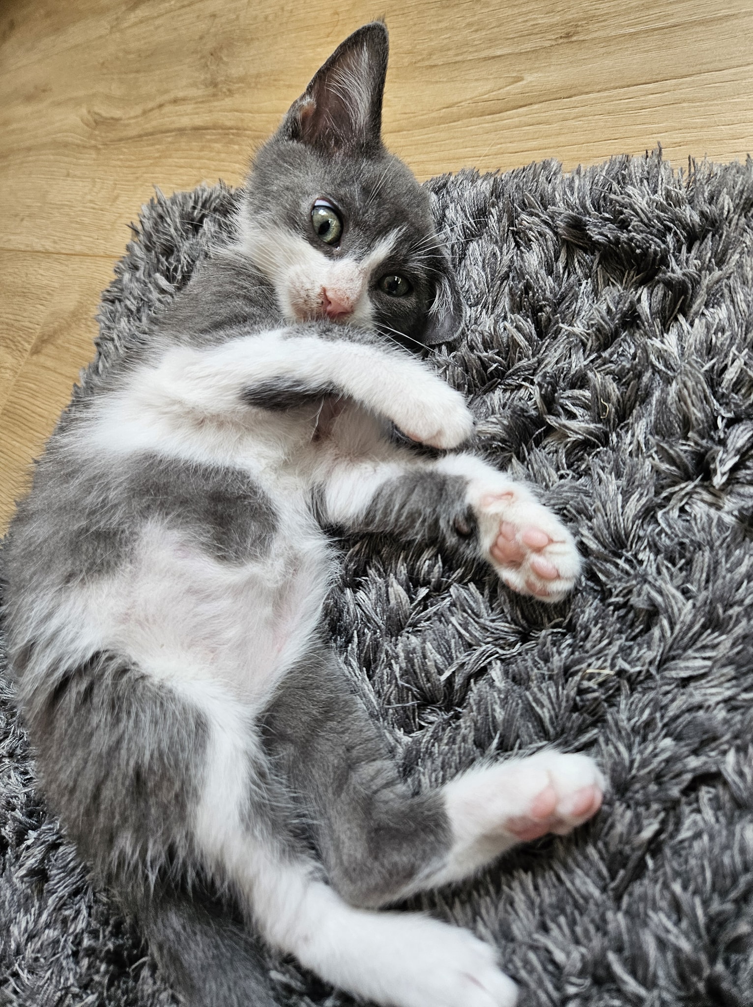 Cleo & Pinsel – Bild 4