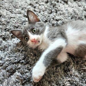 Cleo & Pinsel – Bild 5