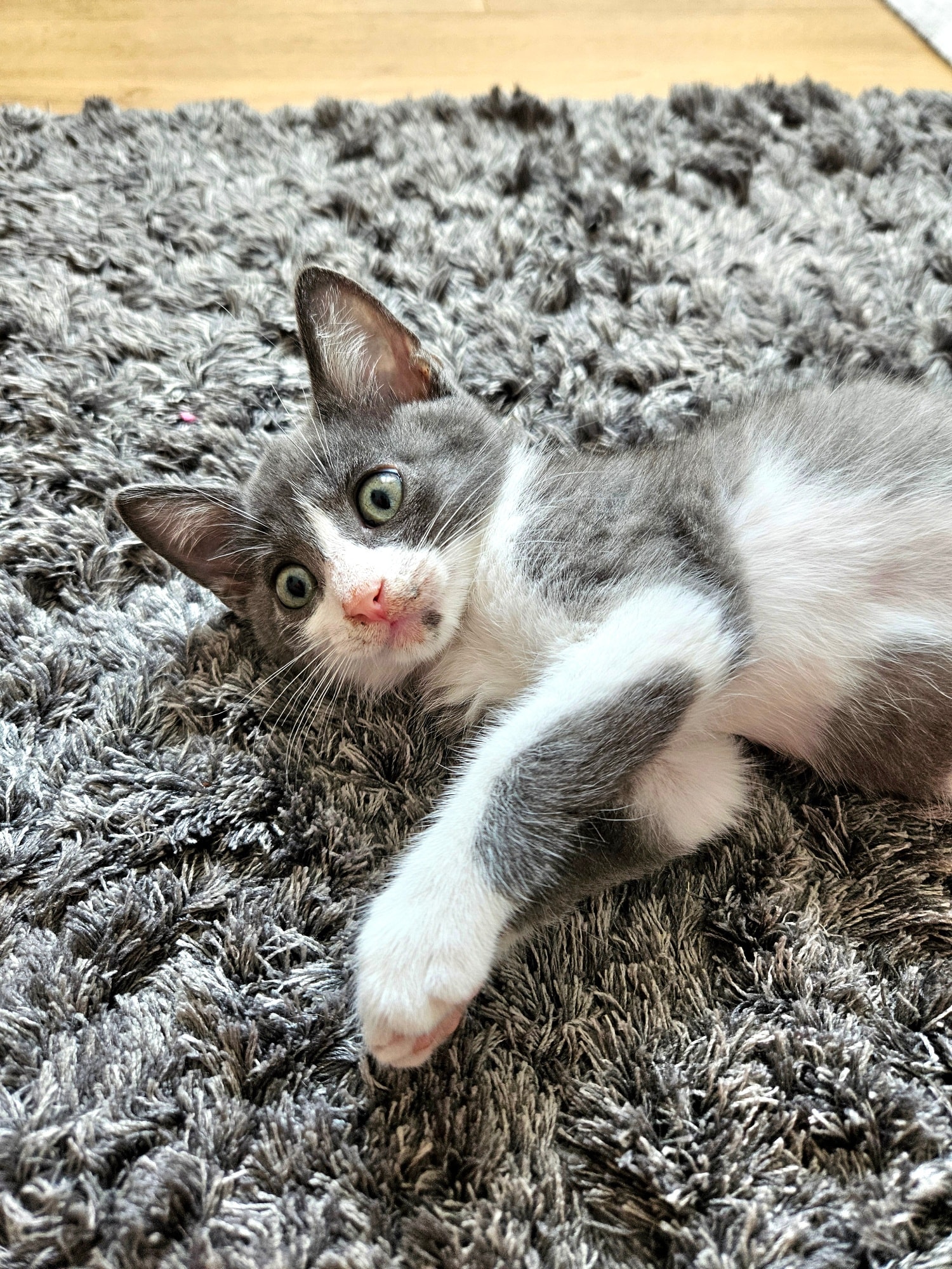 Cleo & Pinsel – Bild 5