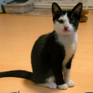 Maja, Molly, Queeny – Bild 7