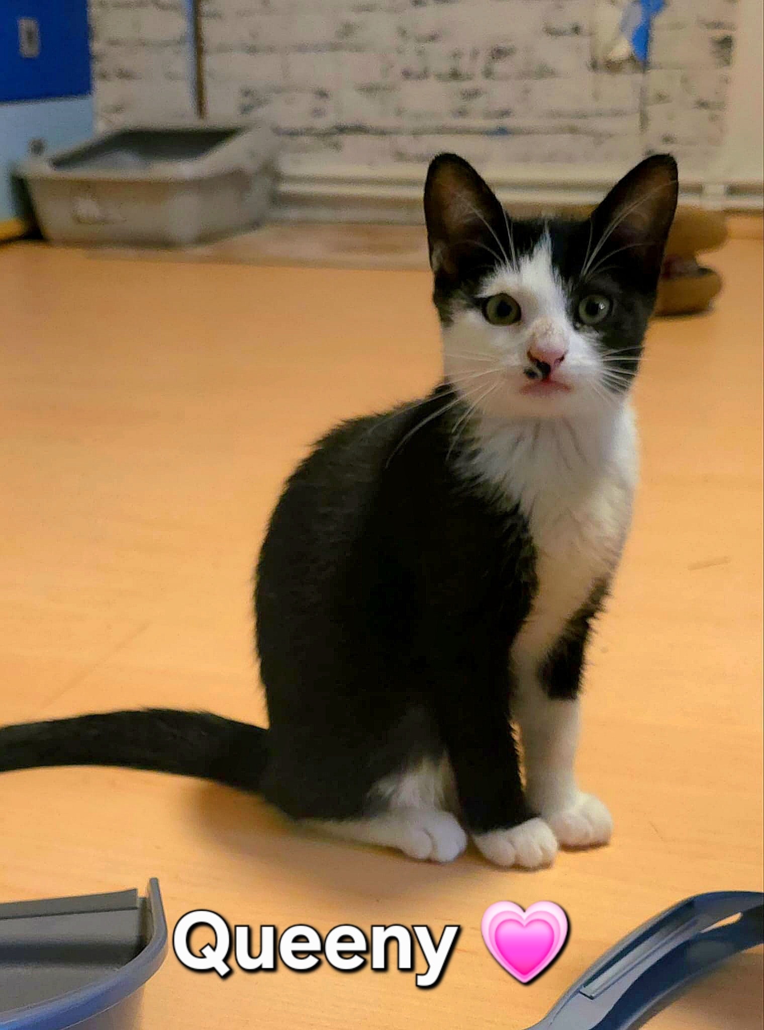 Maja, Molly, Queeny – Bild 7