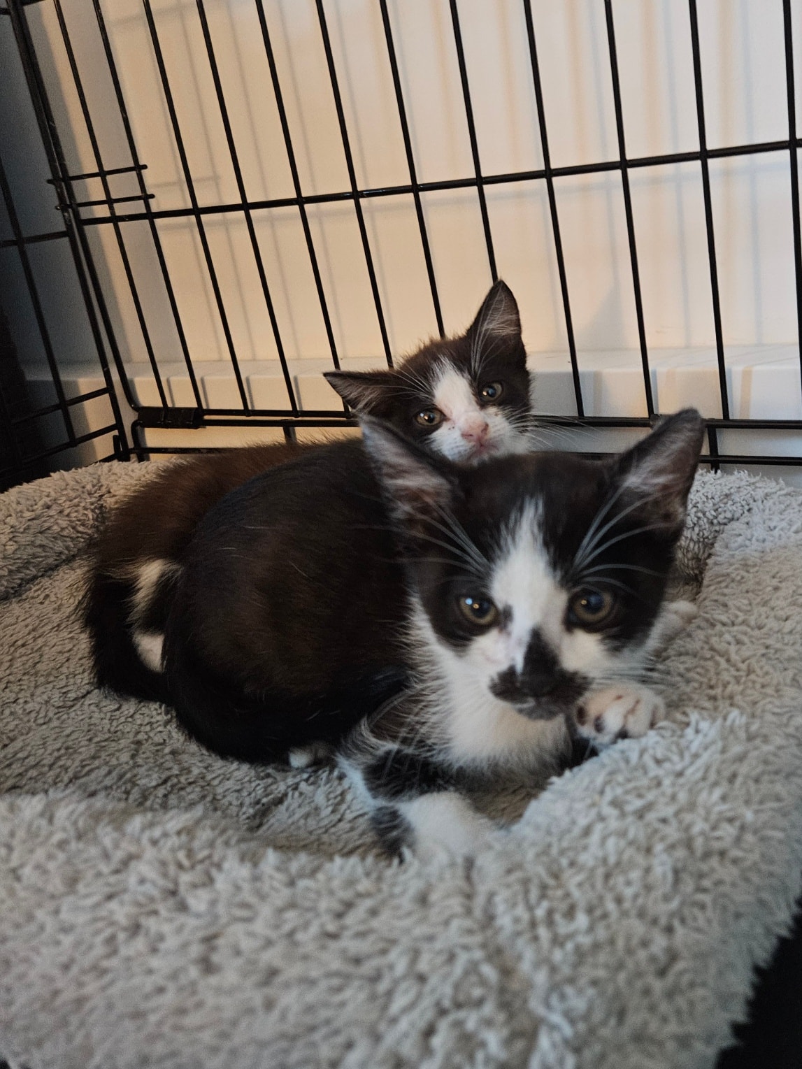 Maja, Molly, Queeny – Bild 1