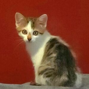 Flynn & Merida – Bild 7