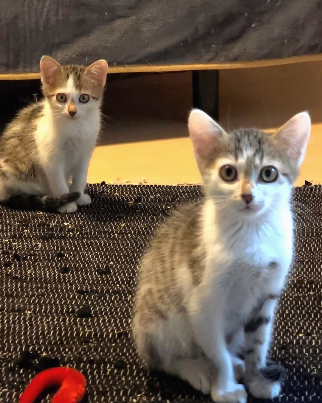 Flynn & Merida – Bild 1