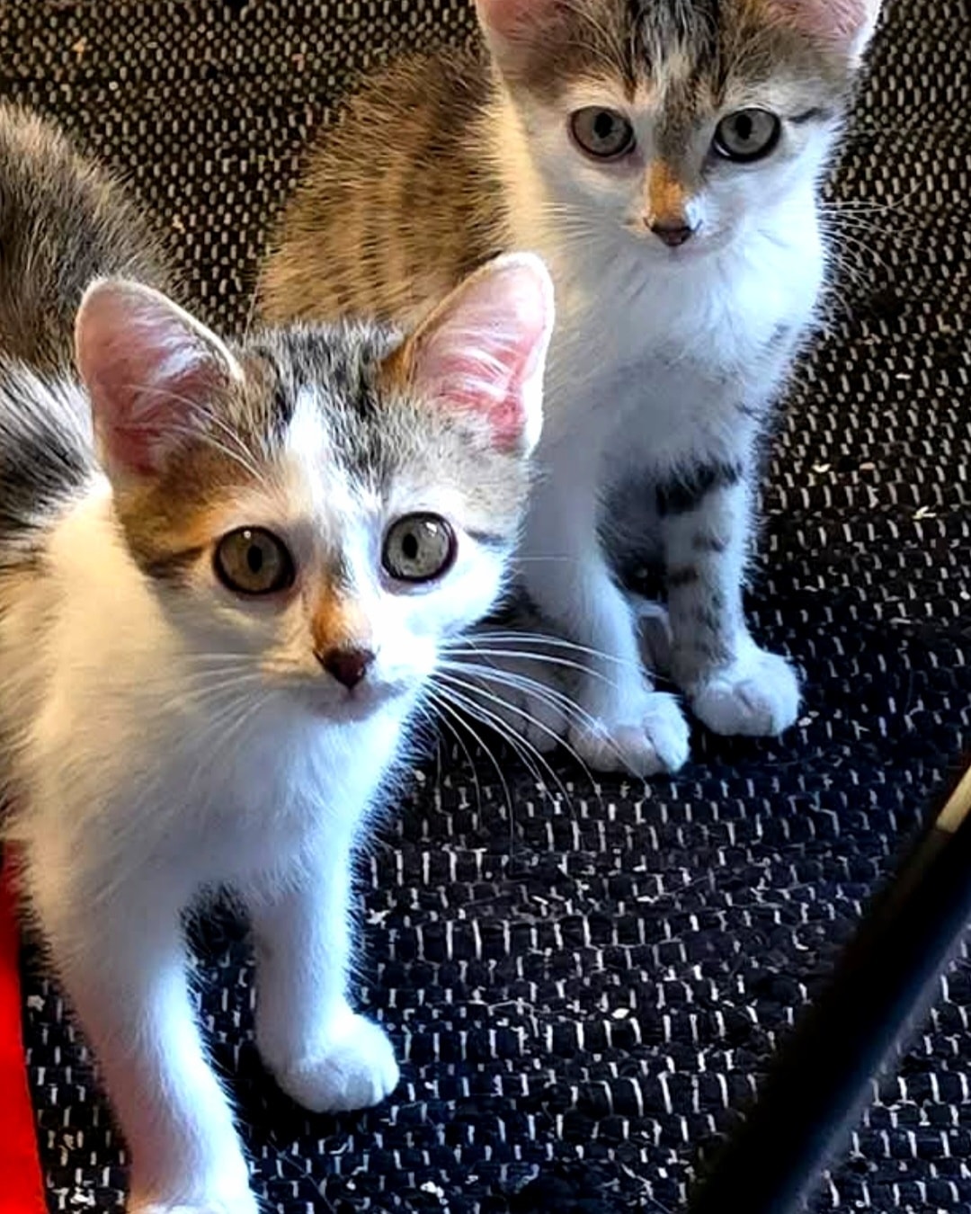 Flynn & Merida – Bild 6