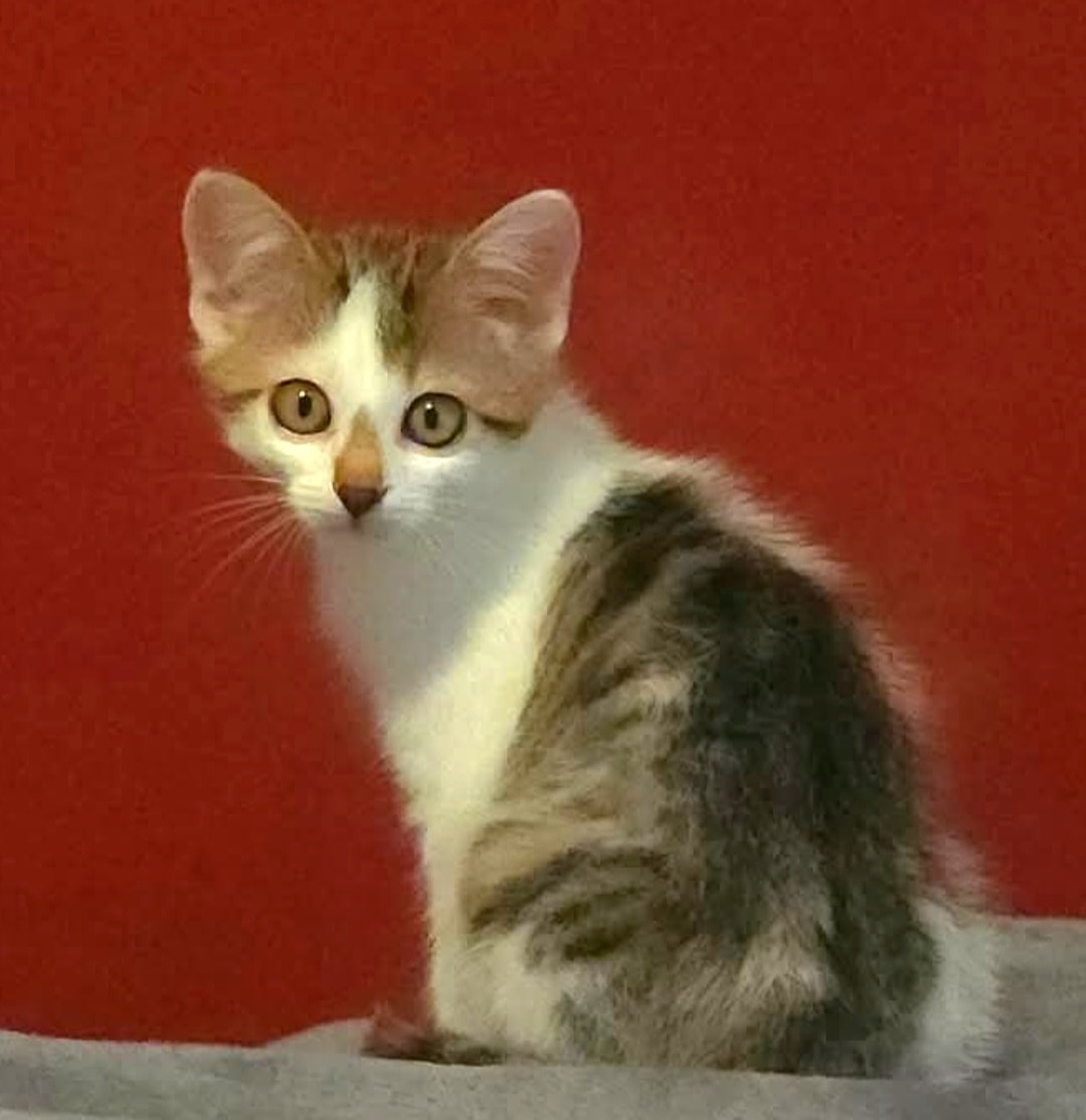 Flynn & Merida – Bild 7