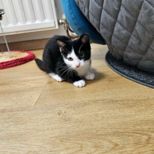 Maja, Molly, Queeny – Bild 2