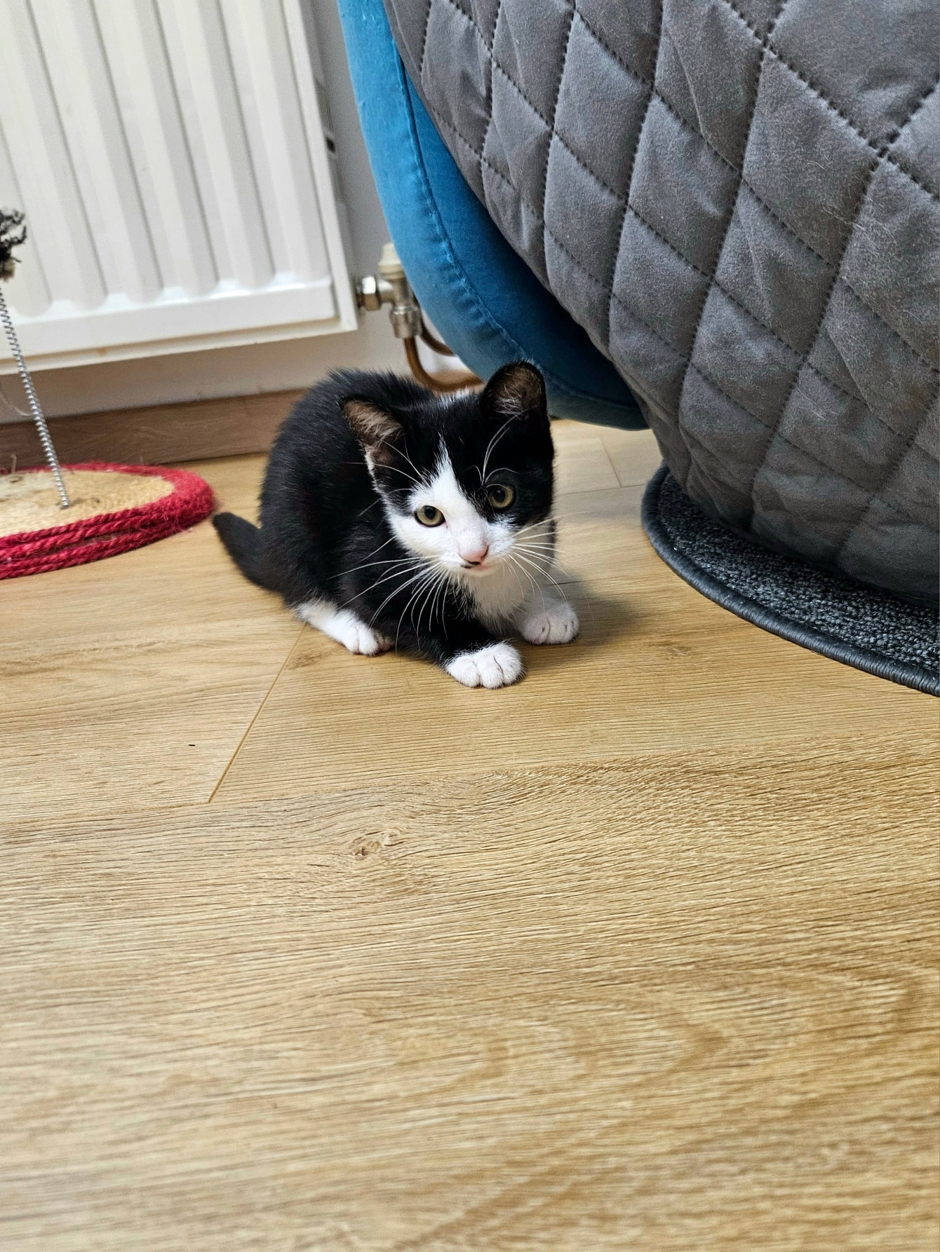 Maja, Molly, Queeny – Bild 2