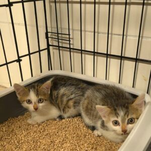 Flynn & Merida – Bild 3