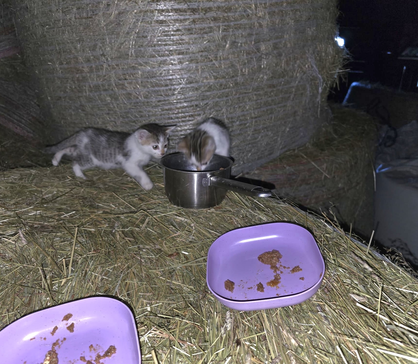 Flynn & Merida – Bild 2