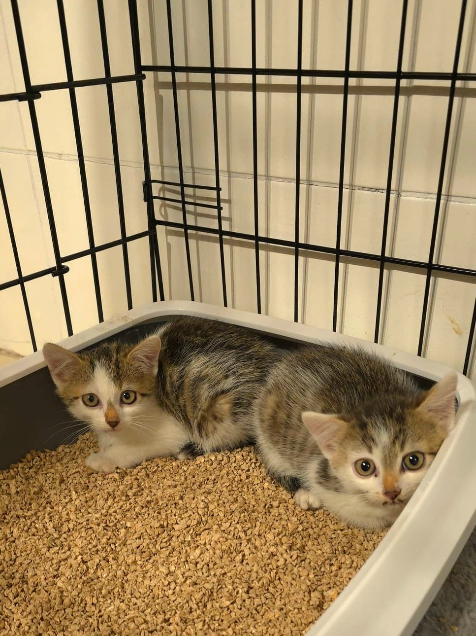 Flynn & Merida – Bild 3