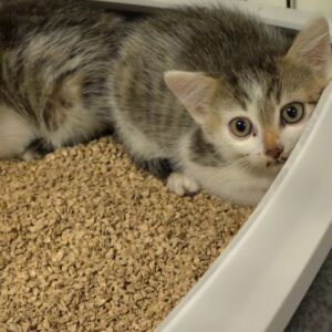 Flynn & Merida – Bild 4