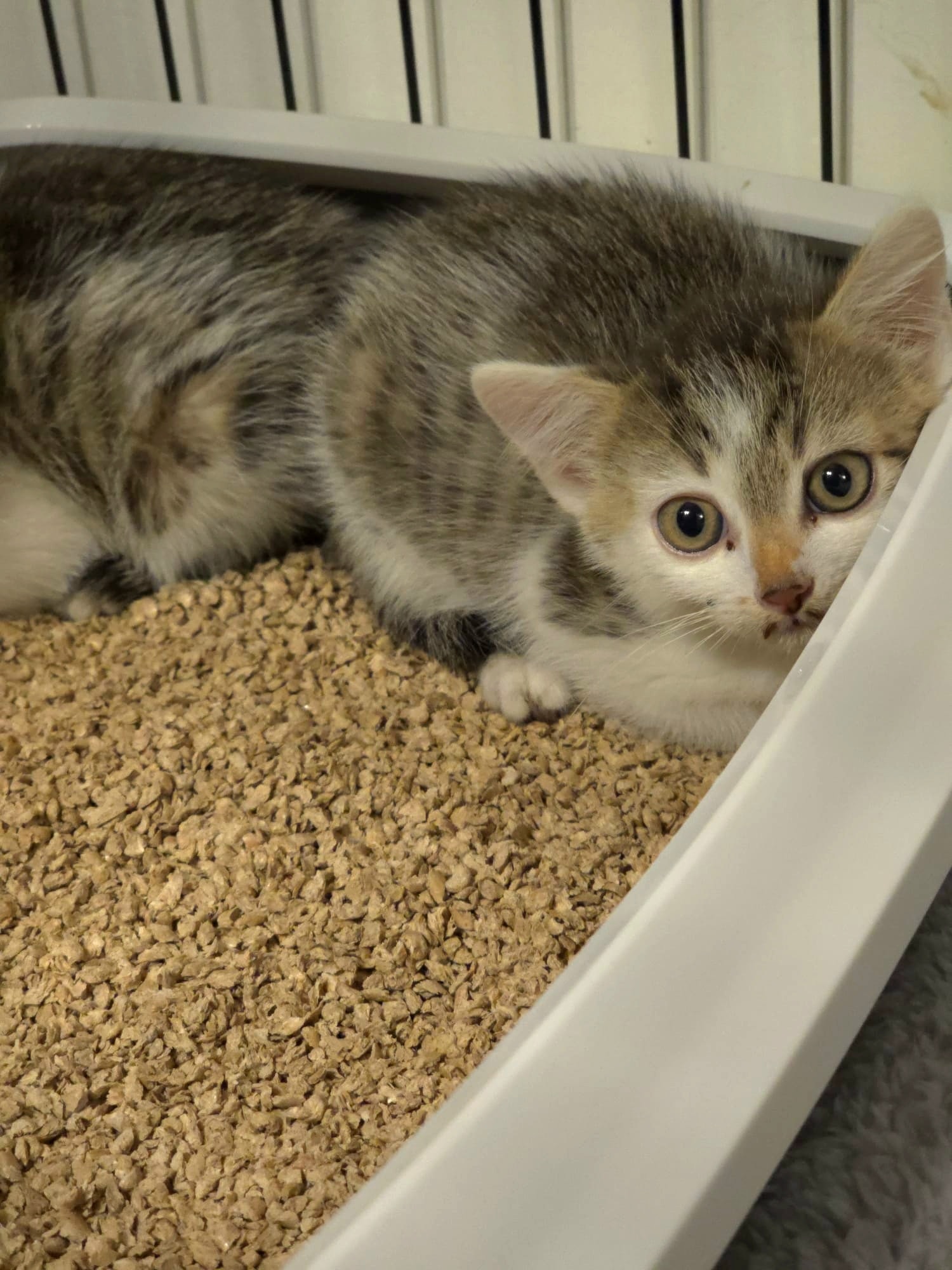 Flynn & Merida – Bild 4