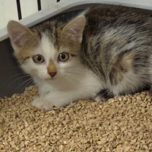 Flynn & Merida – Bild 5