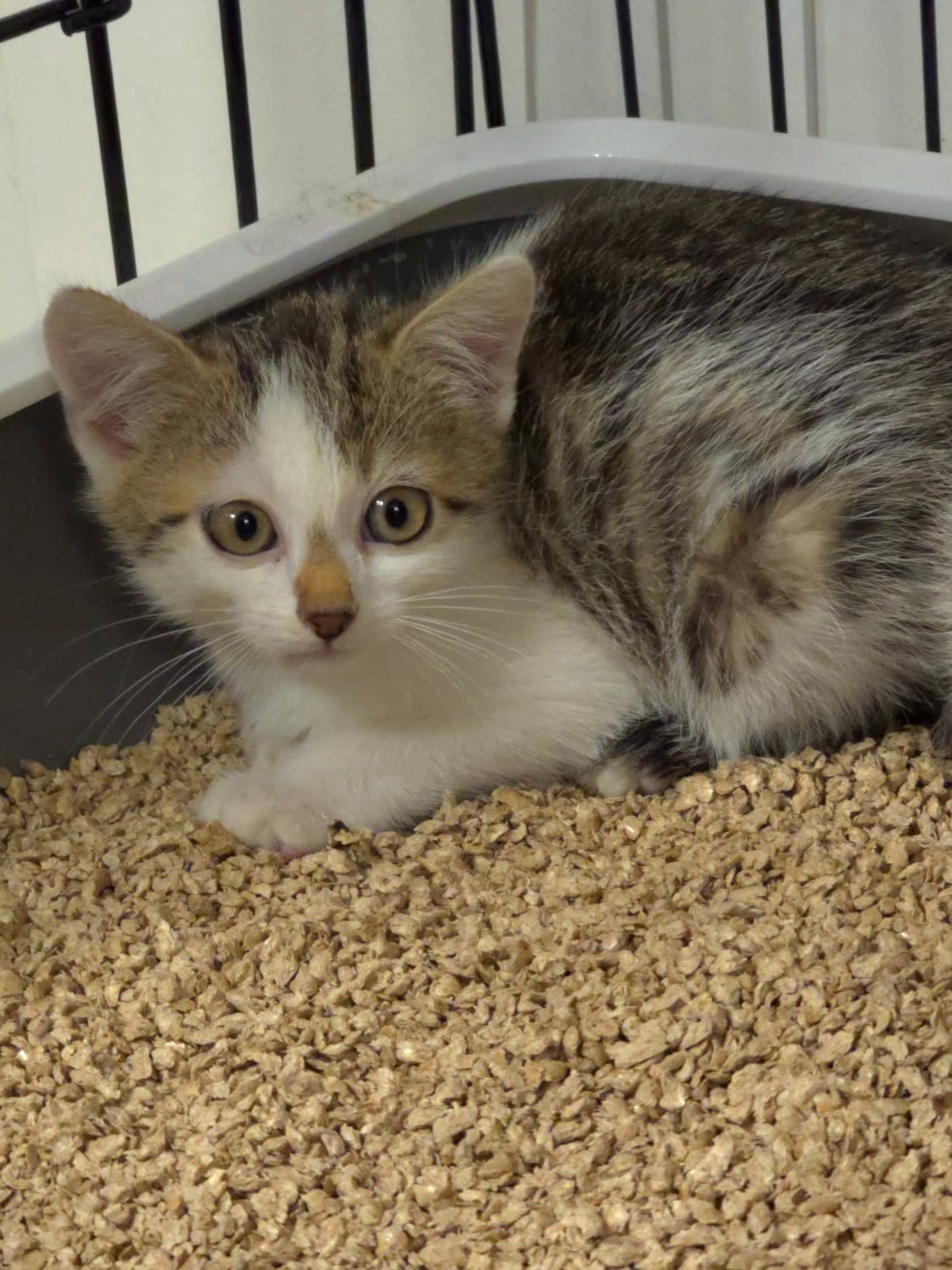 Flynn & Merida – Bild 5