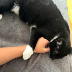 Coco - Trofaiach – Bild 2