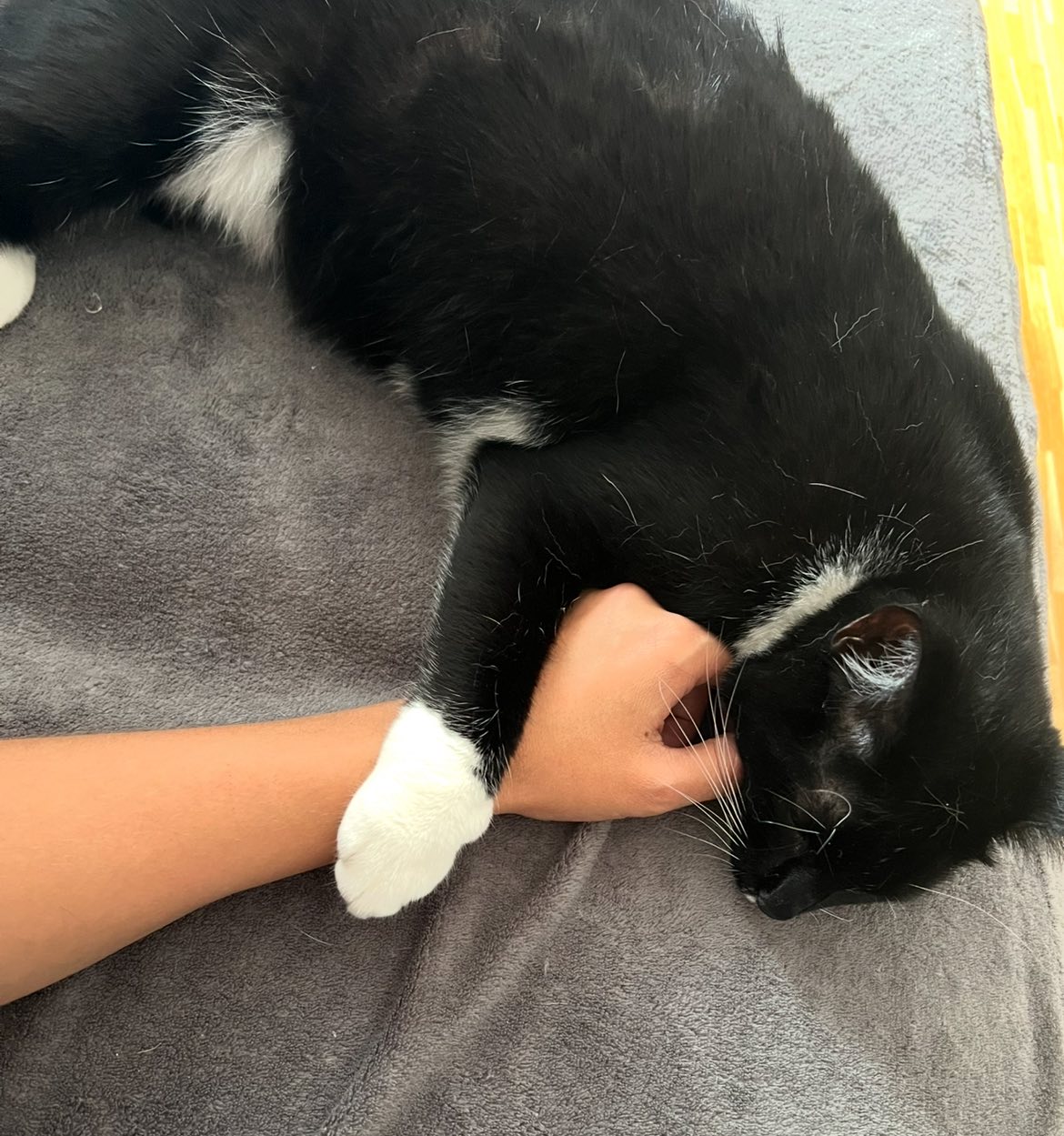 Coco - Trofaiach – Bild 2