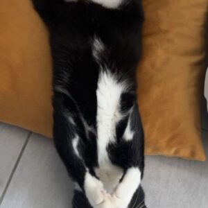 Coco - Trofaiach – Bild 3