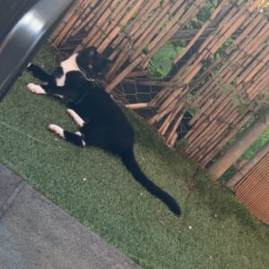 Coco - Trofaiach – Bild 5