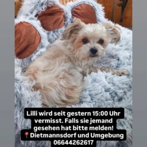 Lilli - Trieben (Wieder Zuhause)