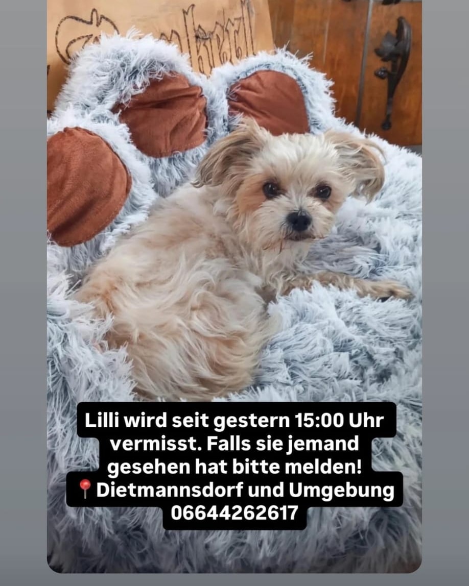 Lilli - Trieben (Wieder Zuhause) – Bild 1