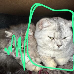 Luna - Leoben – Bild 2