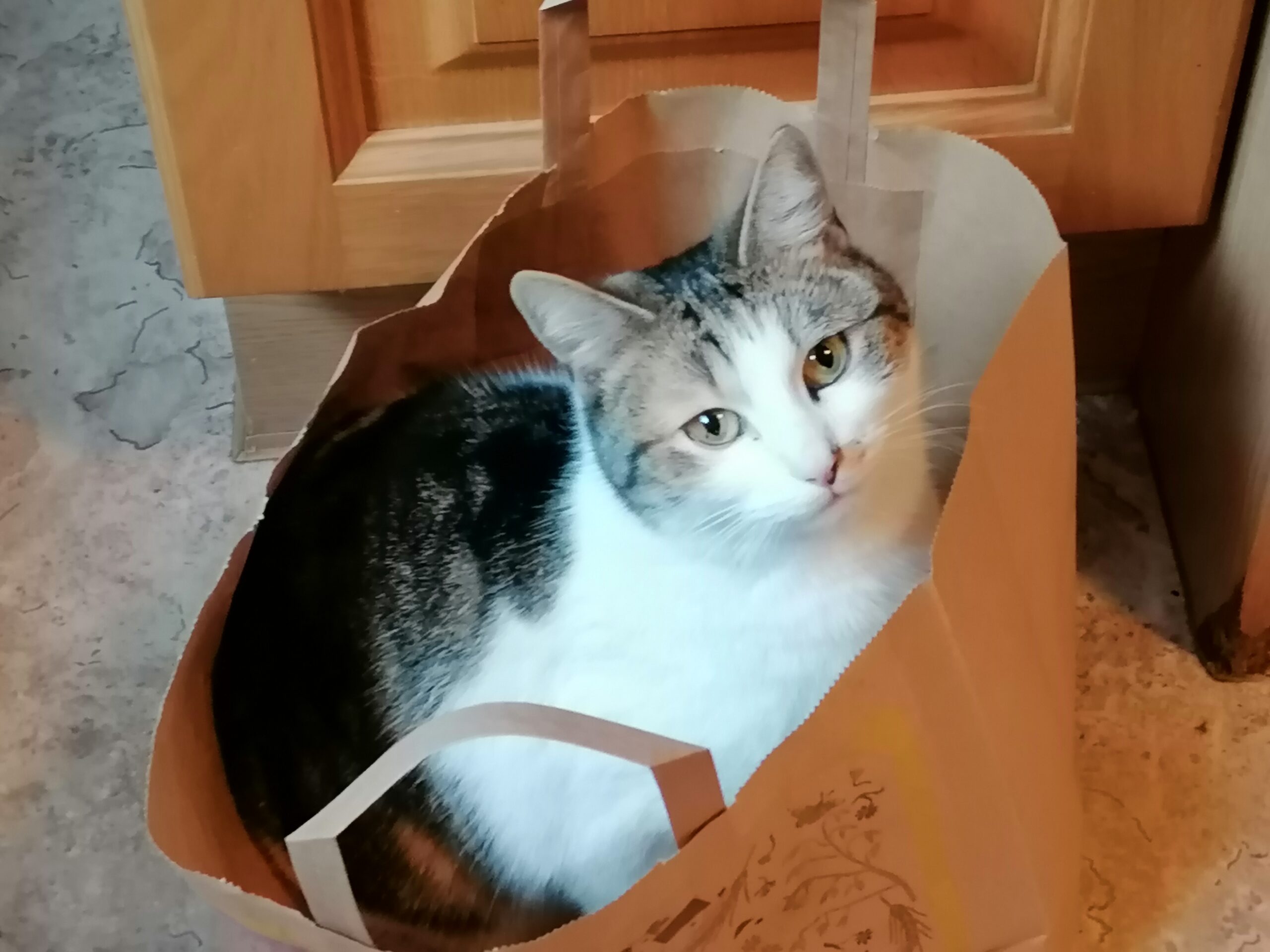 Nala - Bruck/Mur – Bild 1