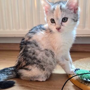 Rocky und Rosalie – Bild 2